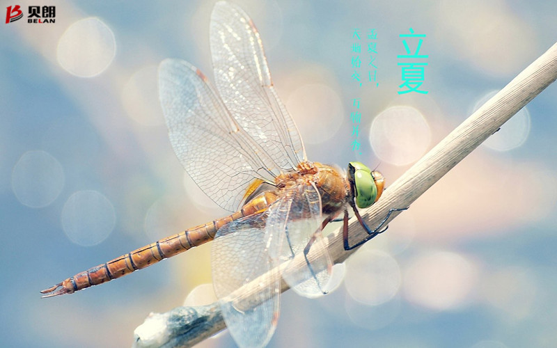 立夏啦！立夏啦！